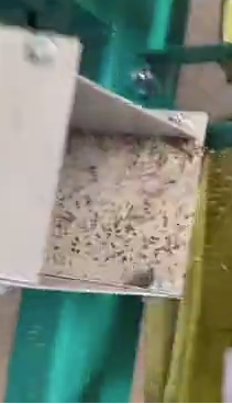 芝麻筛选加工
